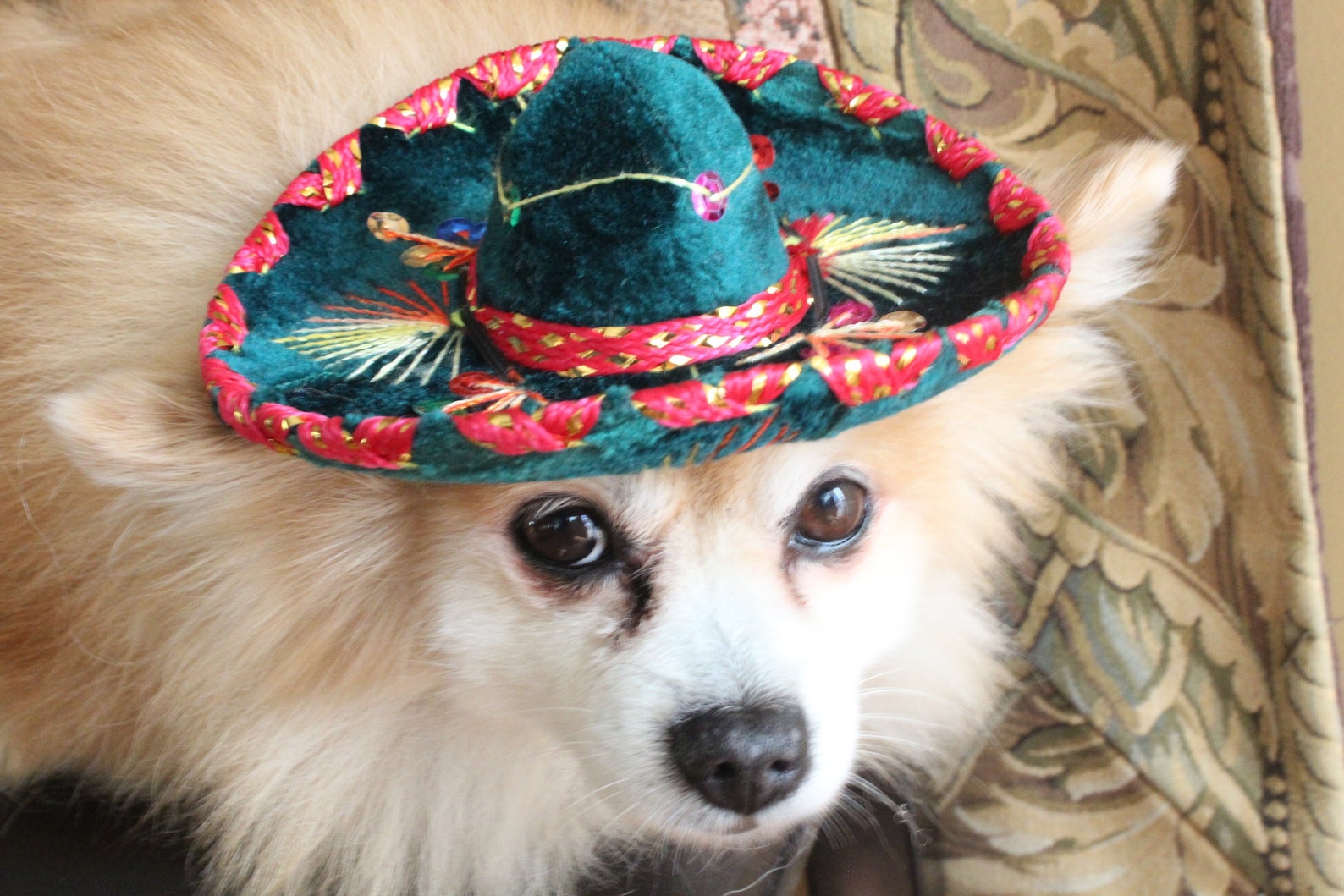 Cute sombrero hat green color for dog or cat | Etsy