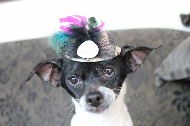 Cream color mini hat with feather and flowers for dog or cat