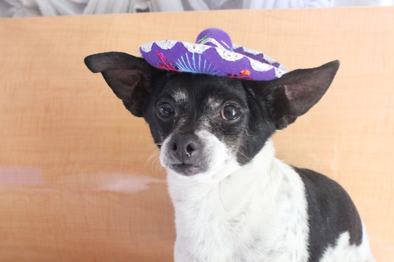 Cute sombrero hat for dog or cat