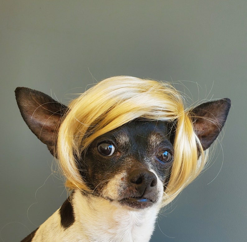 Pet wig blond color for dog or cat wig for pet Halloween pet wig Costume wig for dogs
