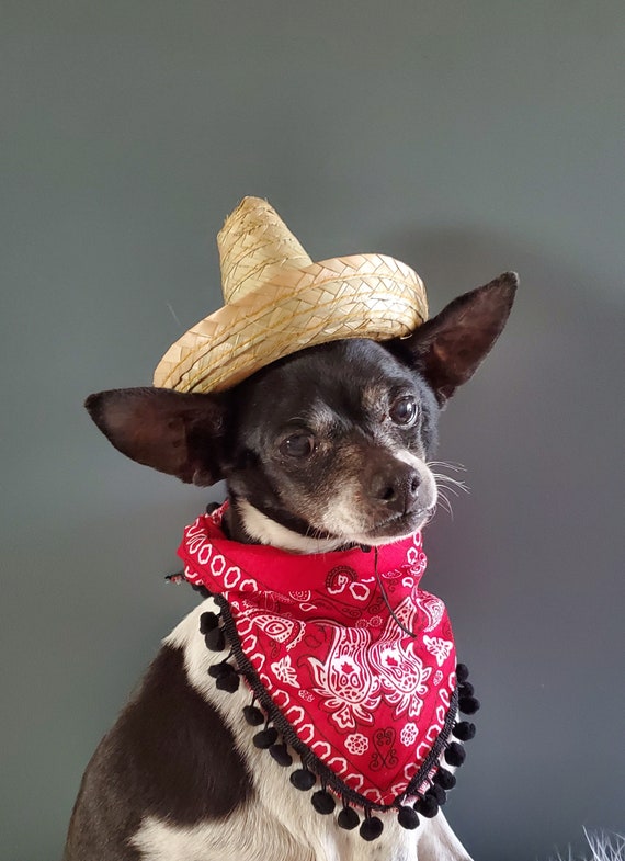 Cute sombrero hat for dog or cat