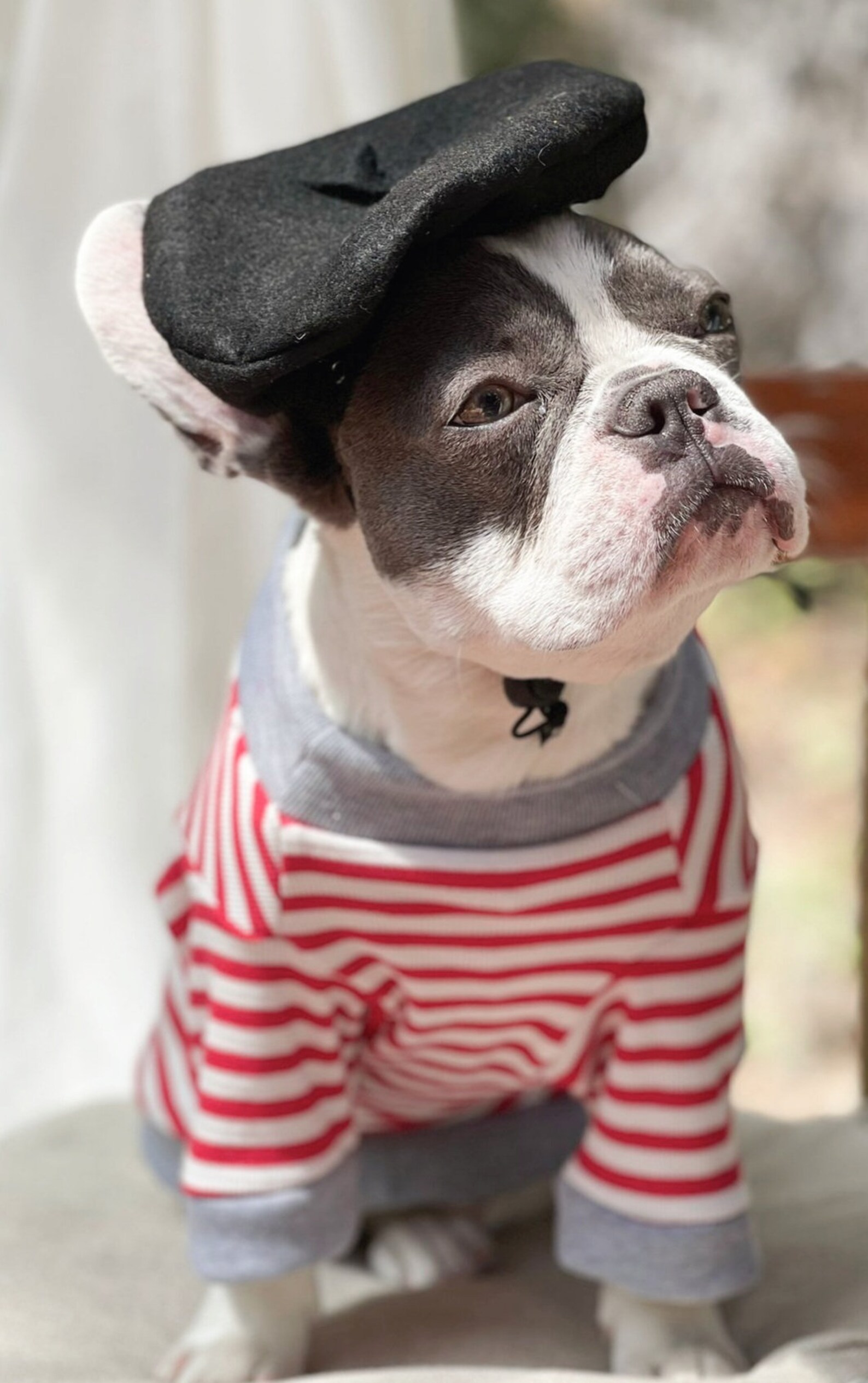 Beret hat black color for dog or cat /Hat for dogs/Beret Etsy