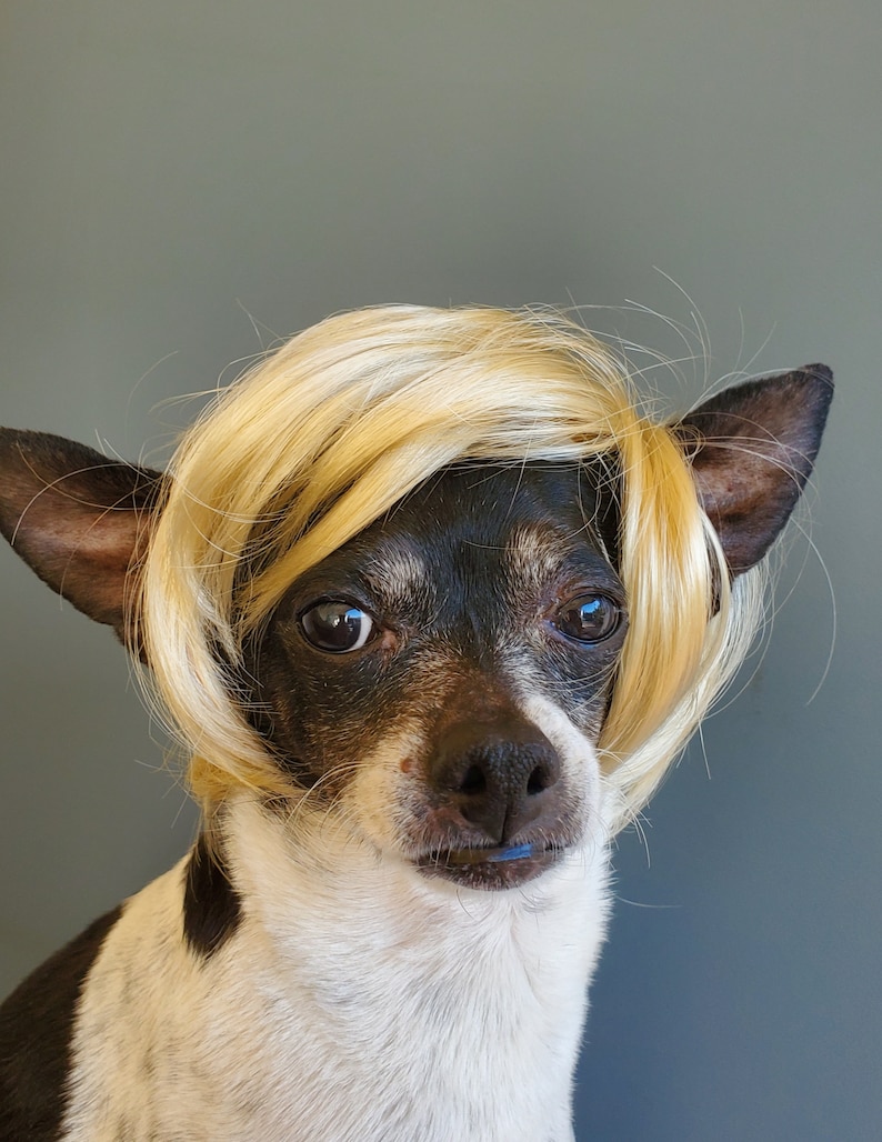 Pet wig blond color for dog or cat wig for pet Halloween pet wig Costume wig for dogs