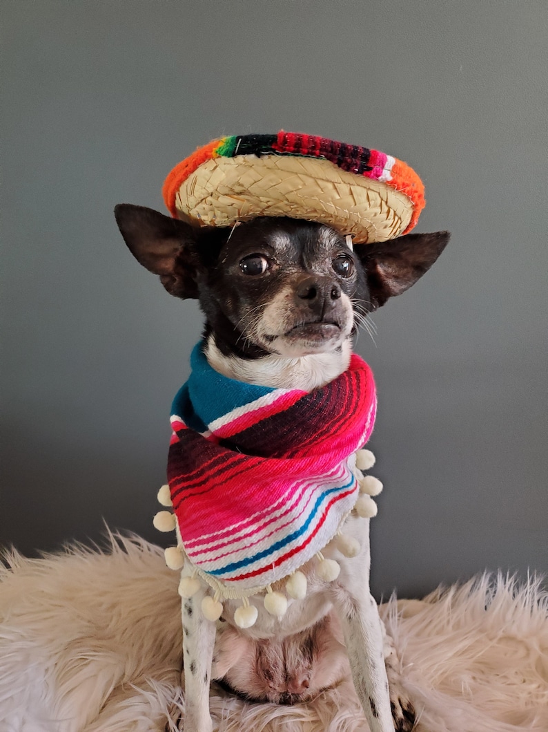 Set sombrero hat and bandanna scarf for dog or cat/ Halloween pet costume/ image 7