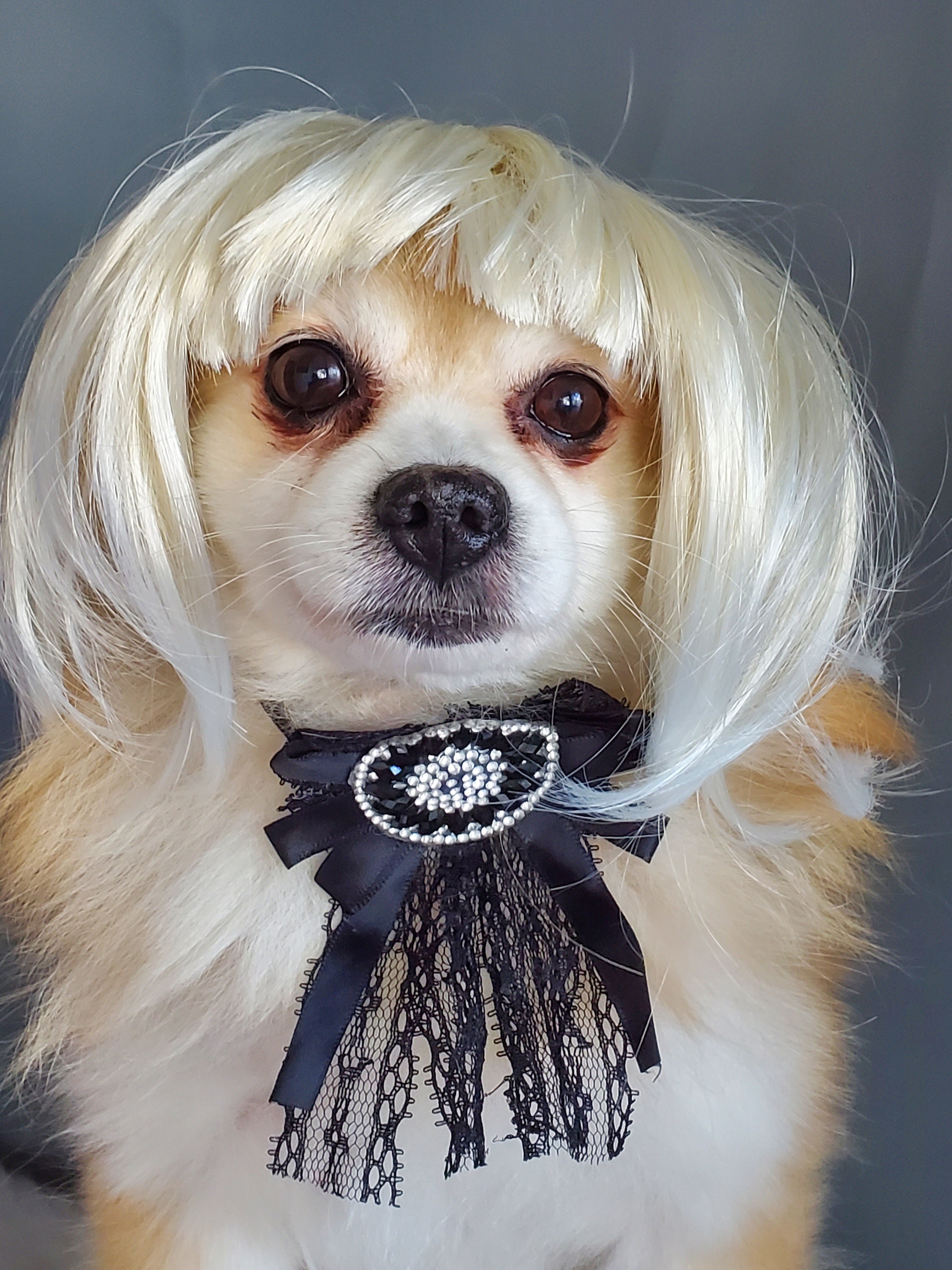 Blond Color Wig For Dog Or Cat Halloween Small Pet Etsy