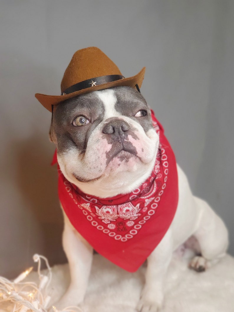Cowboys hat for large dog /Dog costume /Frenchies cowboy hat / style  # 2