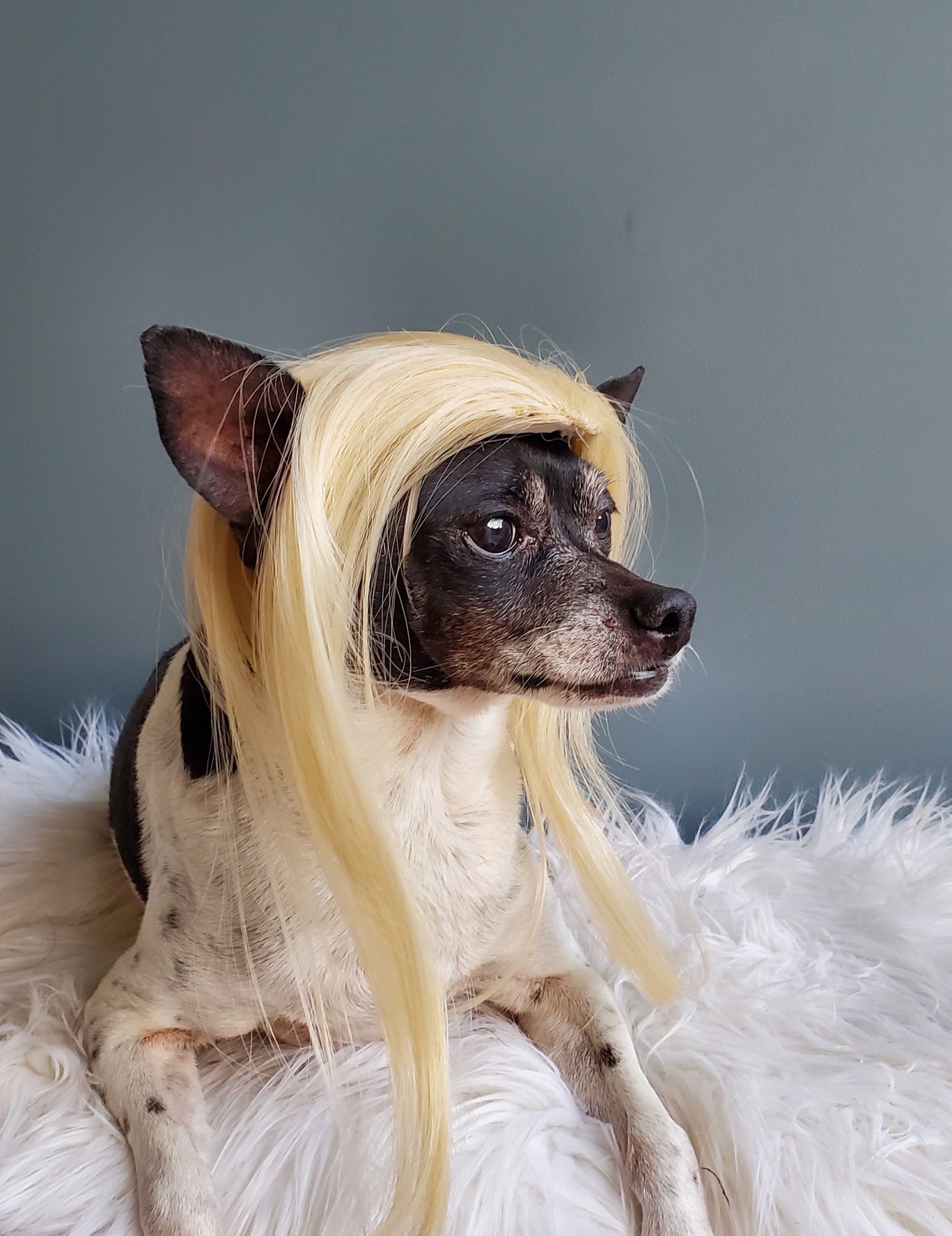 Pet wig blond color for dog or cat / Halloween costume / | Etsy