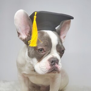 Chapeau de remise des diplômes pour chien/Chapeau de remise des diplômes chat/Chapeau de remise des diplômes pour petit animal/ image 9