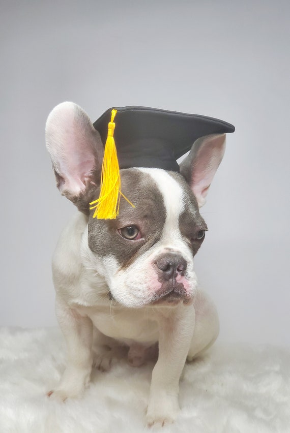 Cappello per animali domestici di laurea di colore nero / | Etsy Italia