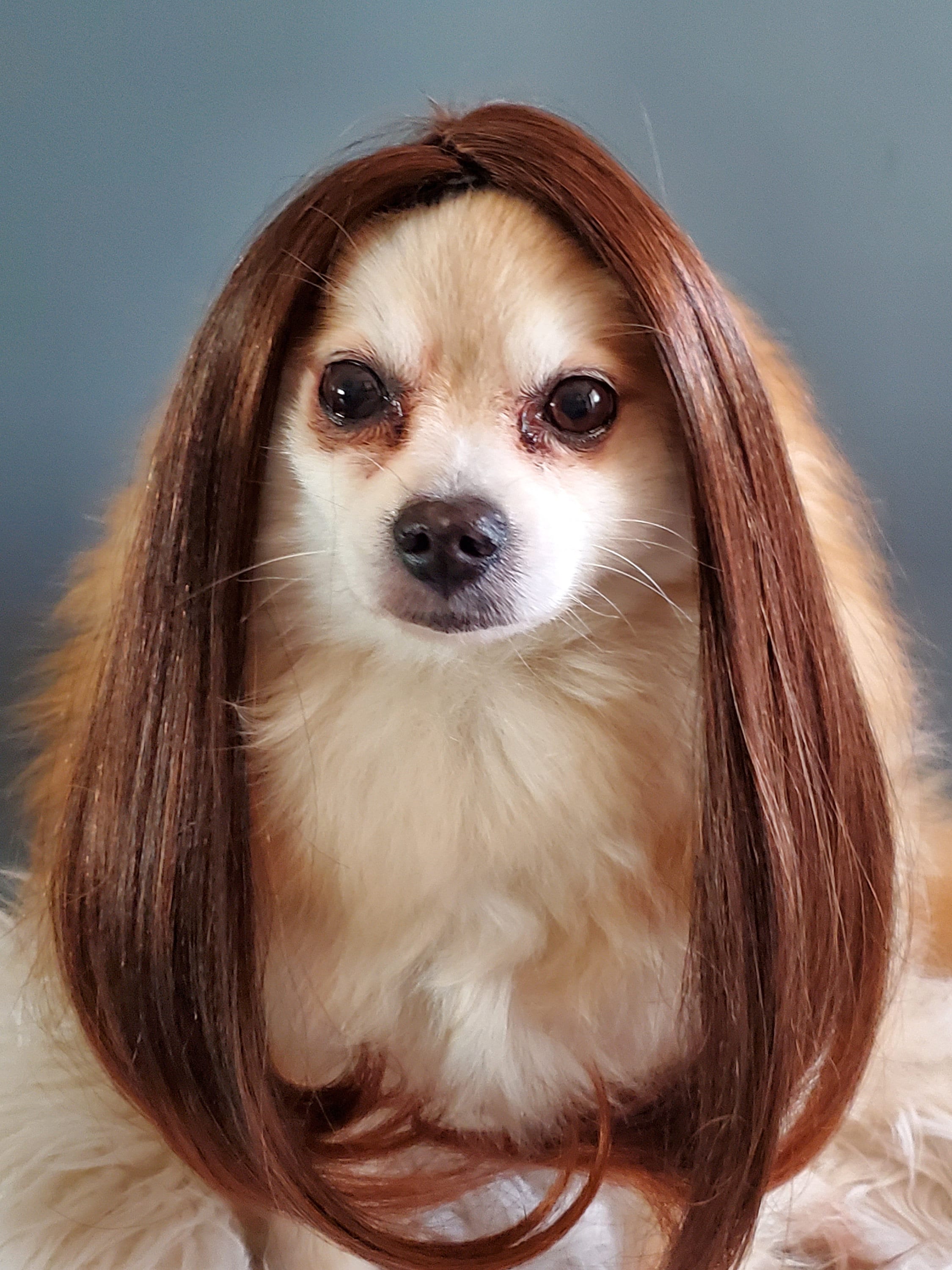 hund perücke
