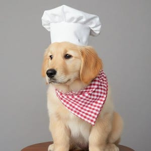 Op de afbeelding: Een Golden Retriever puppy met een witte koksmuts en een rood-wit geruite bandana. De hond zit op een kleine houten kruk tegen een grijze achtergrond.