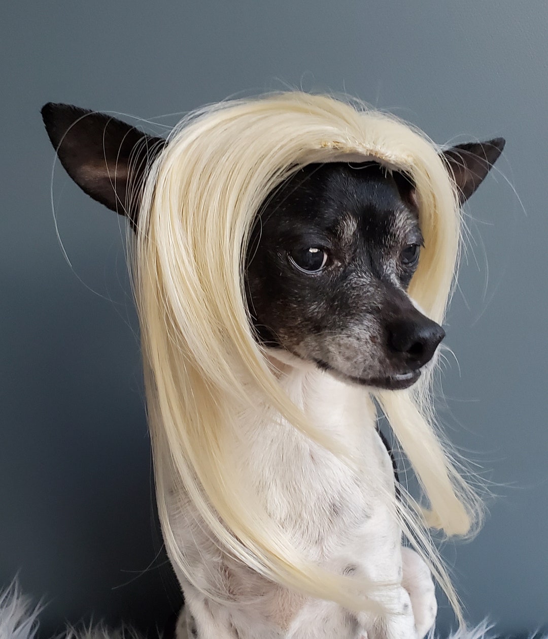 Pet Wig Blond Color for Dog or Cat / Halloween Costume /dog - Etsy
