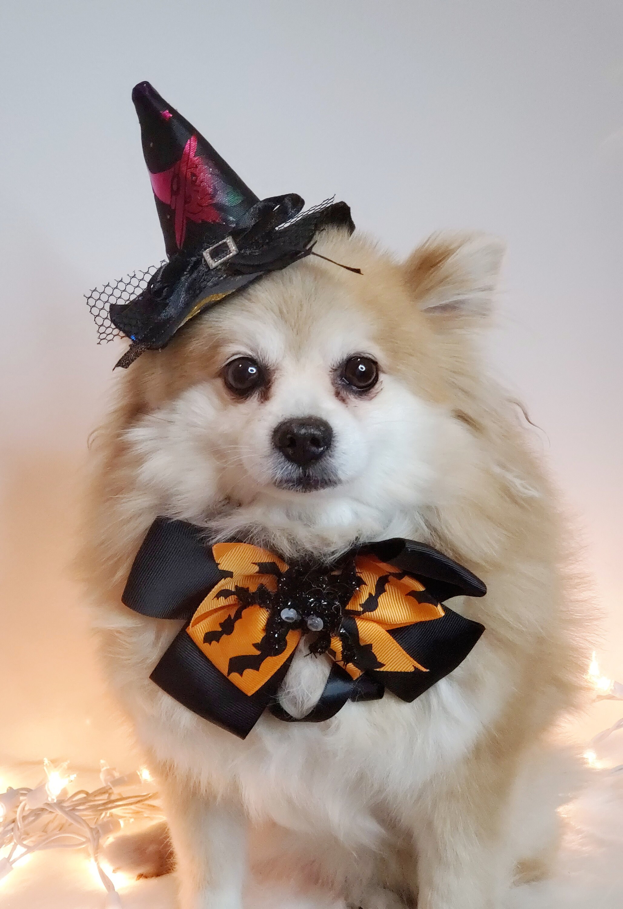 Halloween Hundekostüm Set - 2 Stück Verstellbare Dreieckstücher Für Hunde