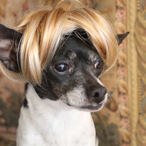 Pet blond wig for dog or cat /Halloween dog costume / Dog costume / Cat costume / image 3