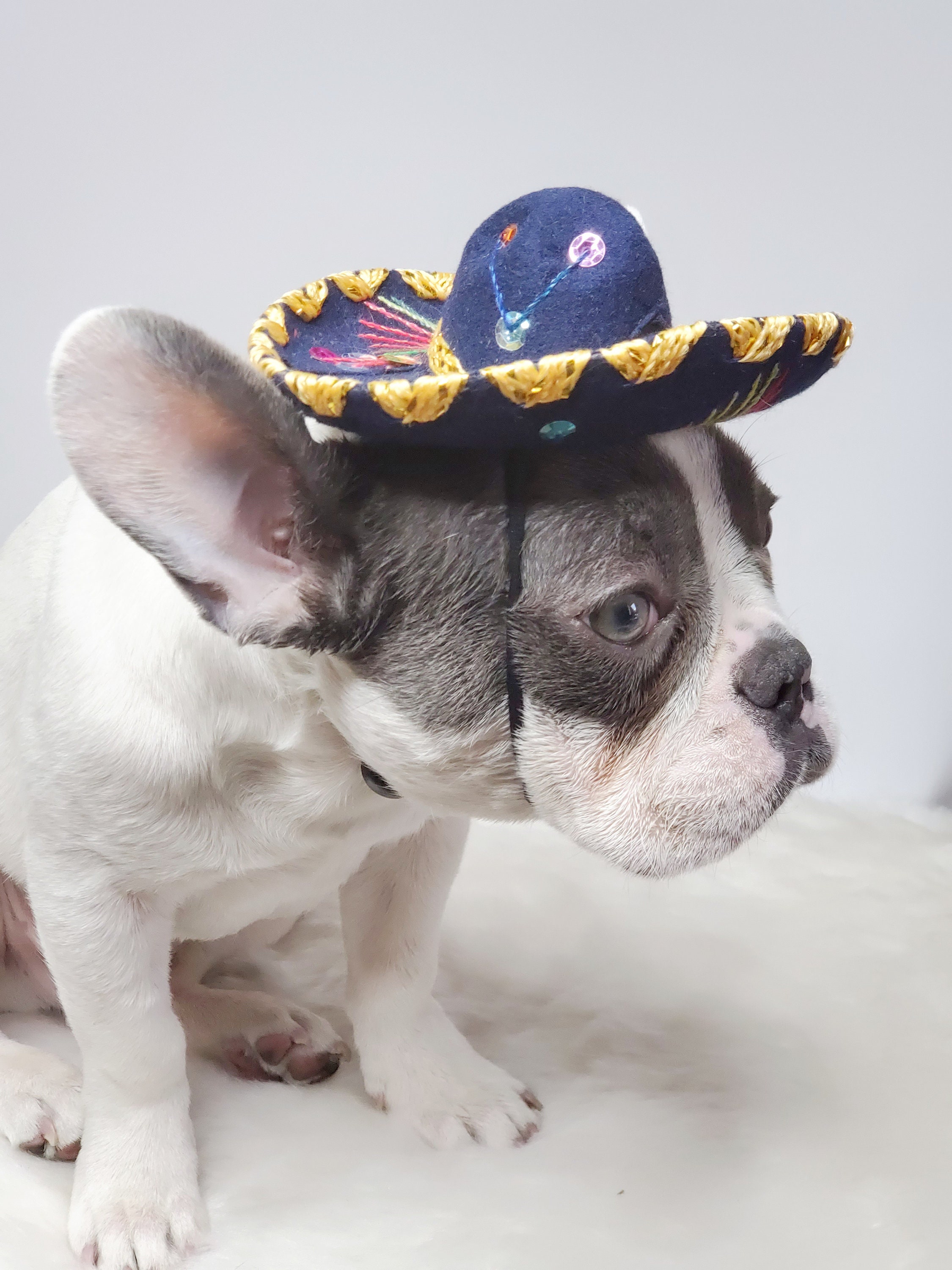Lindo sombrero sombrero para perro o gato / perros sombrero / Etsy