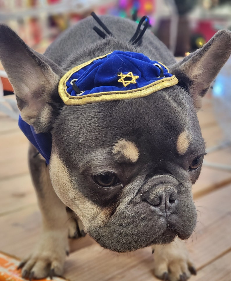 DOG KIPPAH Hanukkah hat and bow set for dog or cat/Hanukkah dog gift/Yarmulke for dogs/Yarmulke for cats//Kippah for dog image 7