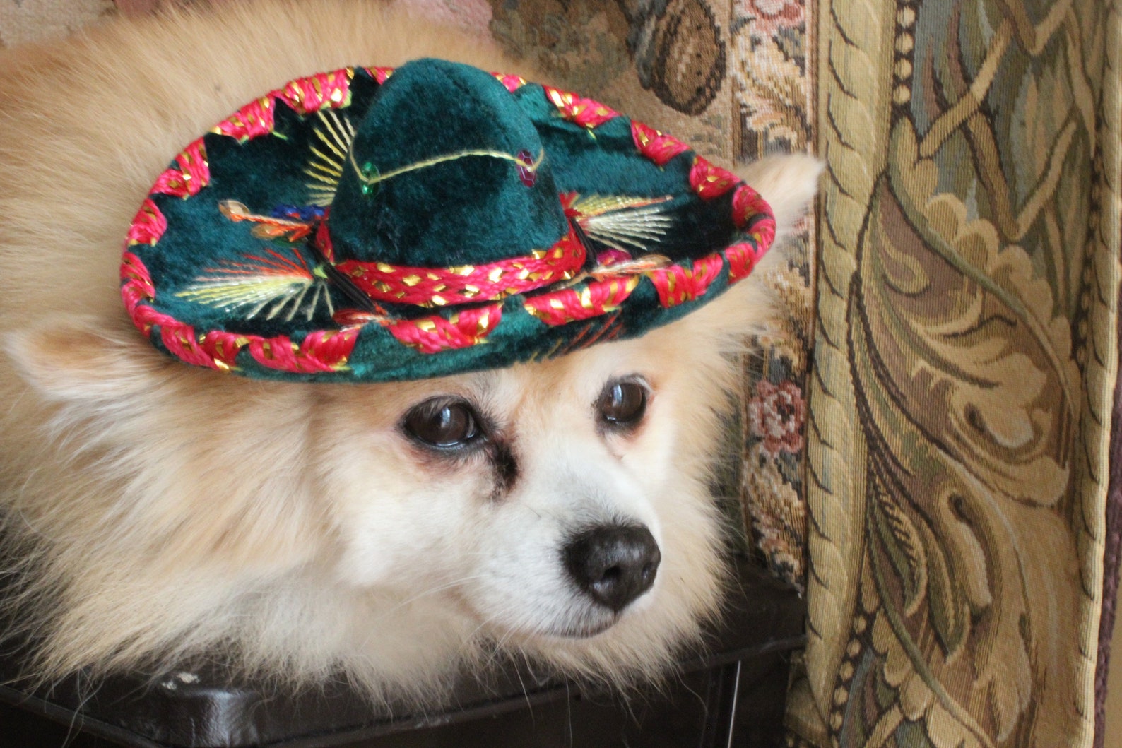 Cute sombrero hat green color for dog or cat | Etsy