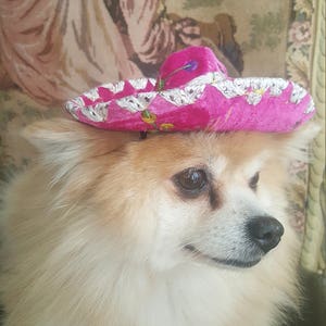 Cute sombrero hat for dog or cat image 2