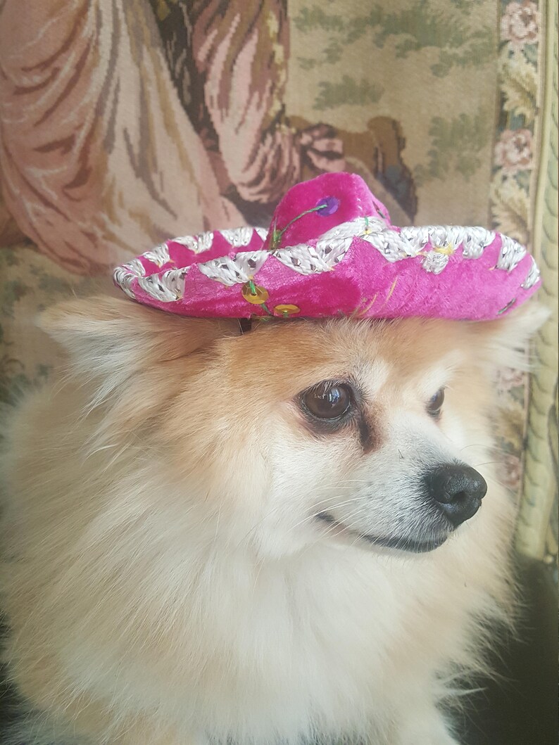 Cute sombrero hat for dog or cat image 2