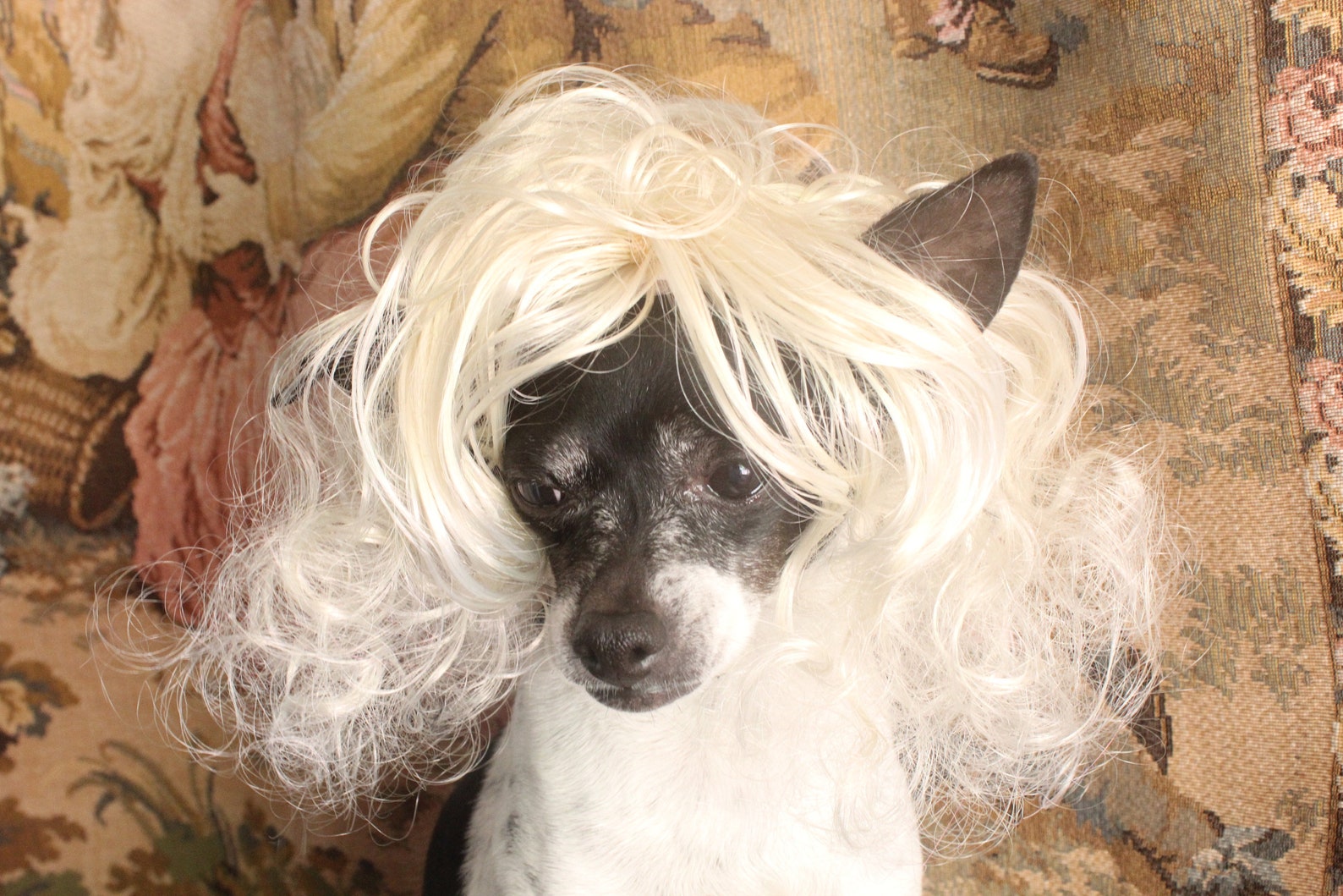 Haustier Perücke blonde Farbe für Hund oder Katze / Halloween Etsy