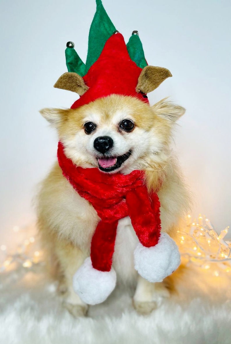 Elf Dog Hat /Elf Cat Hat / Elf Hat Costume for Pets /Dog Top Hat /Christmas Hat Costume image 6