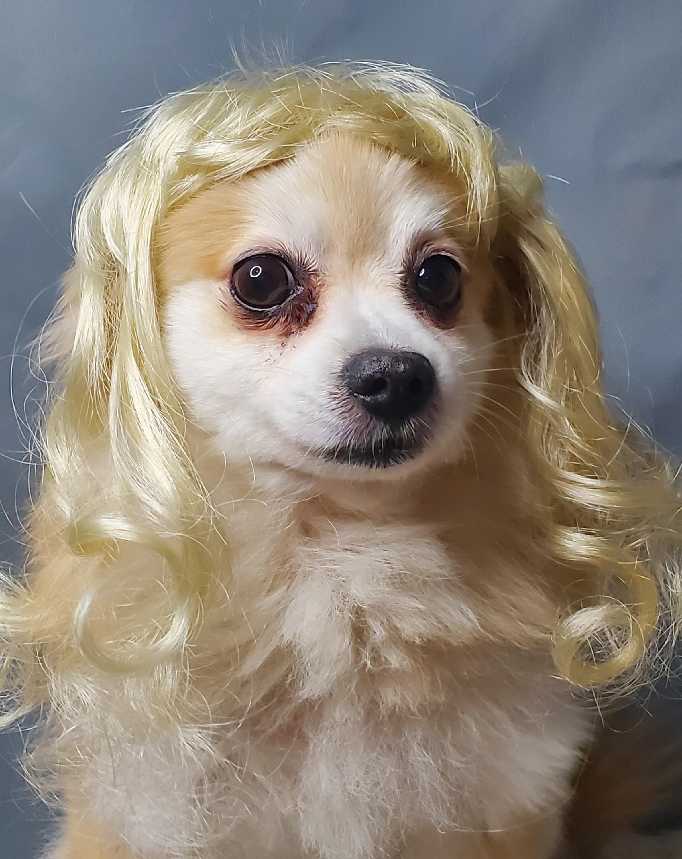 Blonde wig dog sales