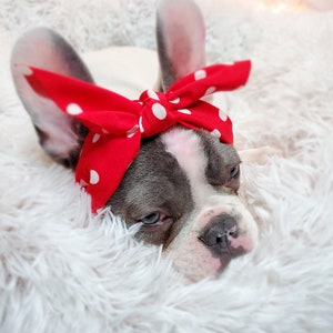 Headband  for dog or cat /headband for dogs/Pet gift/Puppy gift idea /Headband for cat /Pet lovers gift /