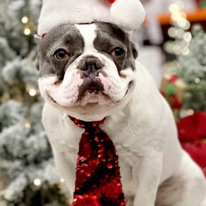 Christmas  Santa  hat   for  large size dog / Santa dog set /  Tie for dog /
