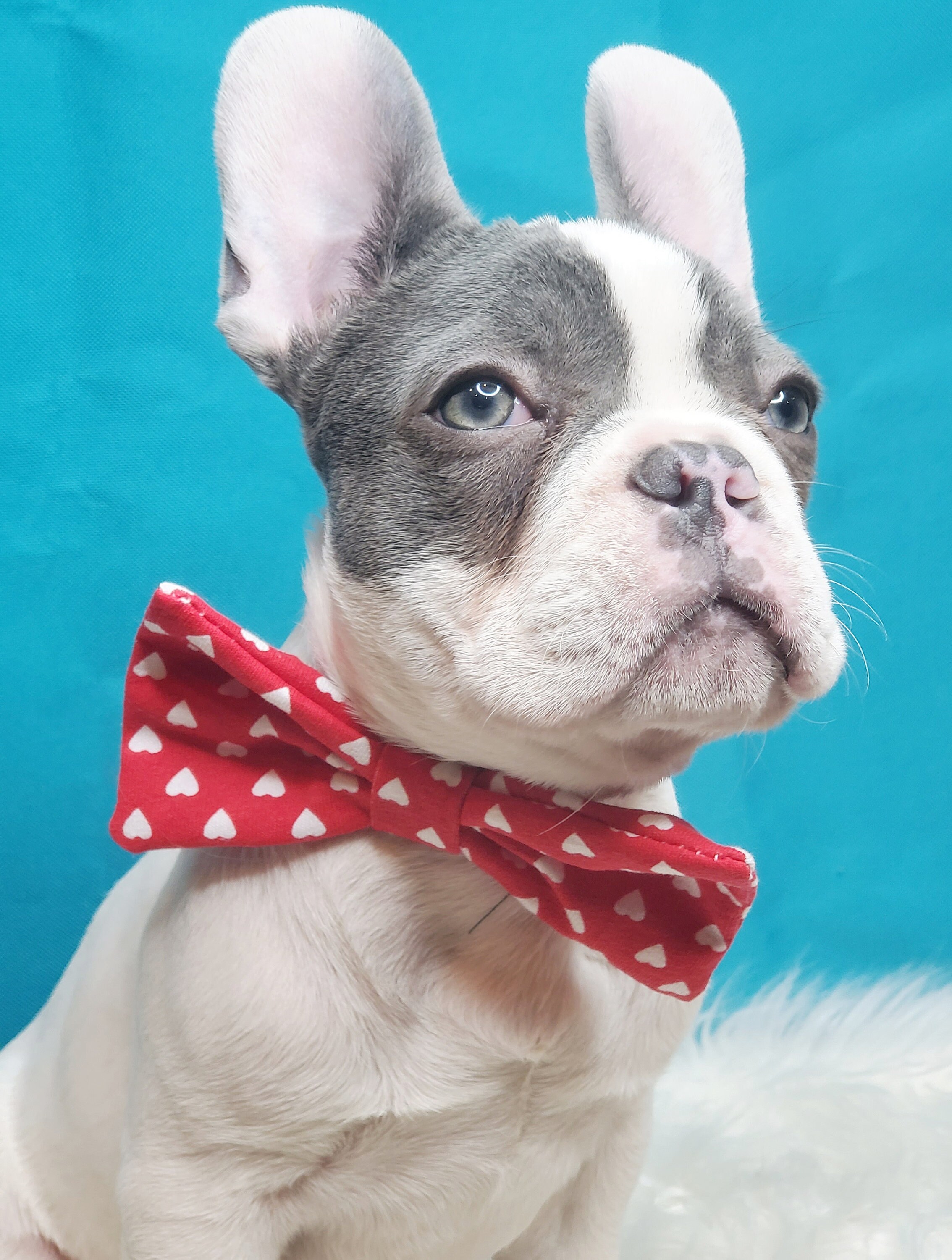 10 Stück Valentinstags-Hundekrawatten Mit Fliege & Rosa Rose | Verstellbare Halsbänder 20-38 Cm | Für Kleine & Mittelgroße Hunde