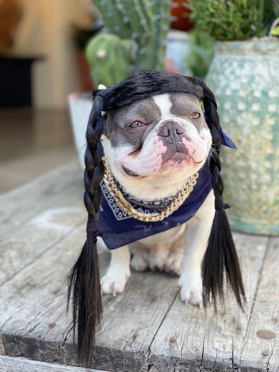 Cute Pet Braided Wig Black Color for Large Dog 