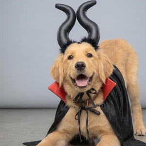 Könnte beinhalten: Ein goldfarbener Hund trägt einen schwarzen Umhang mit rotem Kragen und schwarzer Schleife. Der Hund trägt zudem ein schwarzes Stirnband mit zwei großen, geschwungenen, hornartigen Fortsätzen, die an der Basis mit schwarzem Kunstfell besetzt sind.