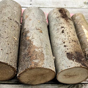 Pode incluir: Quatro troncos de madeira cilíndricos de diâmetros variados dispostos lado a lado. Cada tronco apresenta uma casca exterior rugosa e texturizada de cor cinzento-acastanhada com marcas naturais visíveis e uma secção transversal circular lisa.