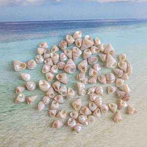 May include: A collection of small, pearlescent seashells, in shades of white and tan, are arranged on a sandy surface. The background features a serene ocean scene with blue water and a cloudy sky, evoking a beach theme.