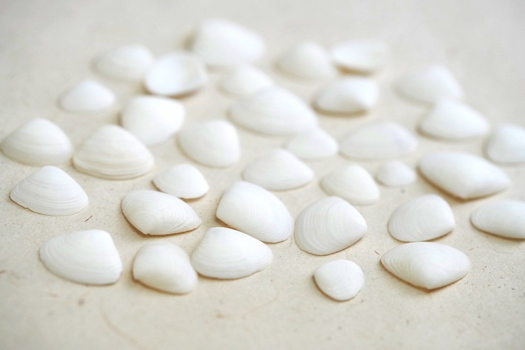 White Candyshell White Cay Cay Shells, White Seashells, Seashells for Crafts, Jewelry ...