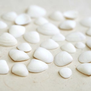 May include: A collection of white seashells of various sizes and shapes, scattered on a light beige surface.