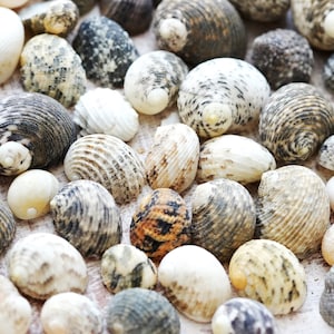 Assorted Nerite Shells, Seashells for Crafts, Shells for Home Decor, Nautical Shell Decor, Nerita Shells, 1/2&quot;-1&quot; long