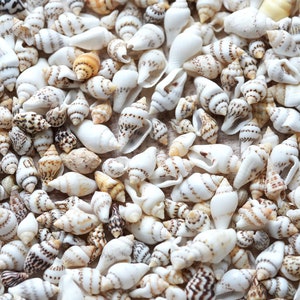 Nassa Shells, Bulk Seashells, Small Craft Shells, Seashells for Crafts, Shells for Jewelry, Tan Shells, Beach Wedding Decor, 1/4-1/2&quot; Long.