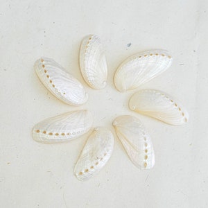 May include: Seven white abalone shells arranged in a starburst pattern on a white background.
