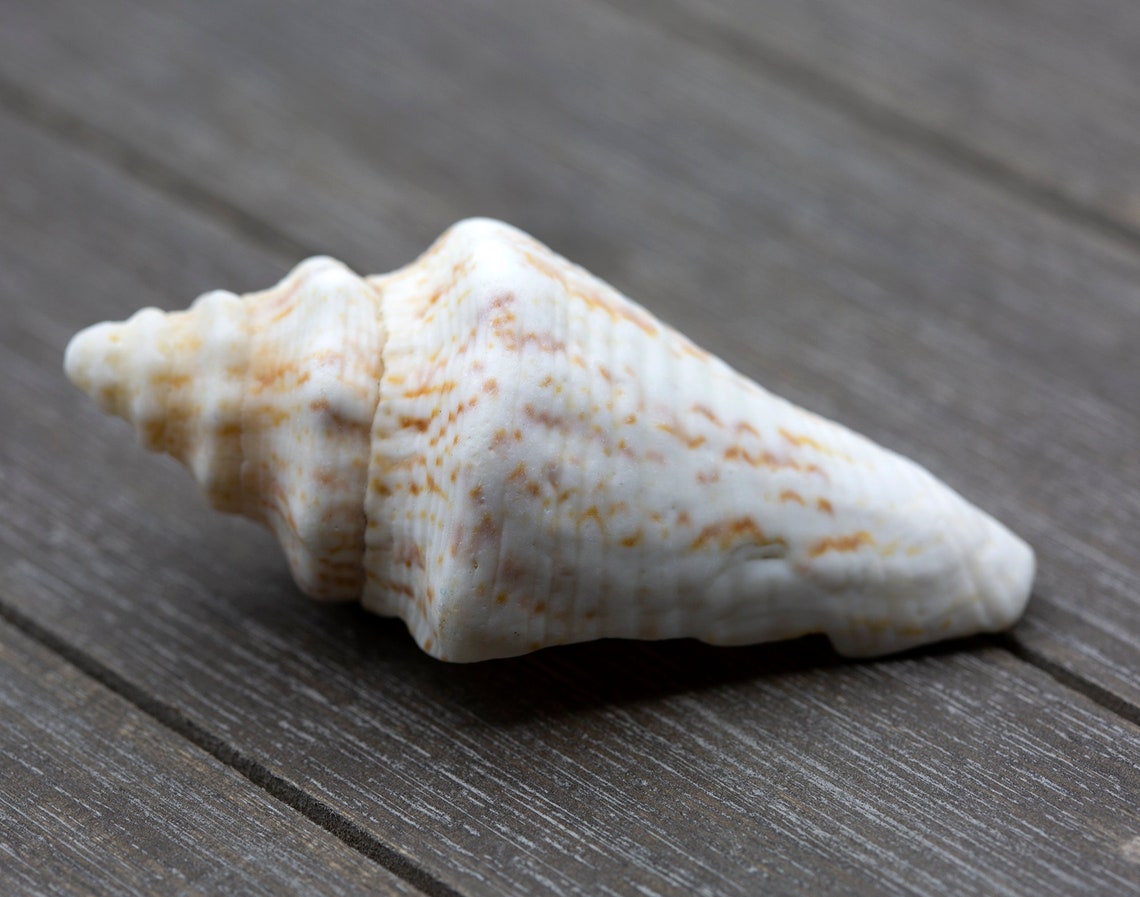 Small Conch Shell for Artists Seashells From Puerto Rico Etsy