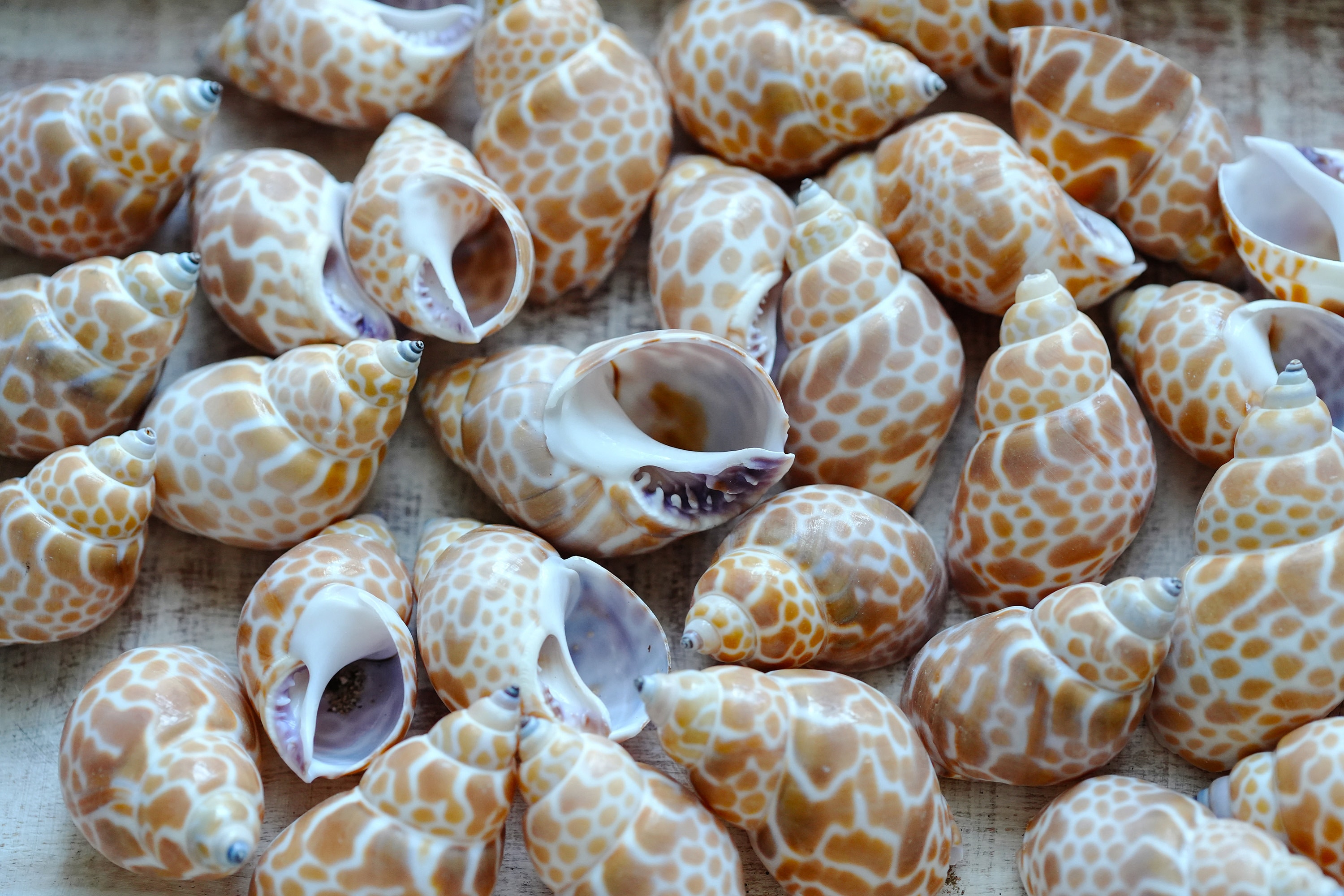 Babylonia Japonica Shells, Patterned Shells, Bulk Seashells for Crafts ...