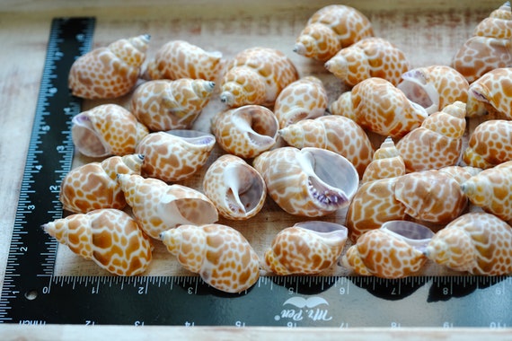 Babylonia Japonica Shells, Patterned Shells, Bulk Seashells for