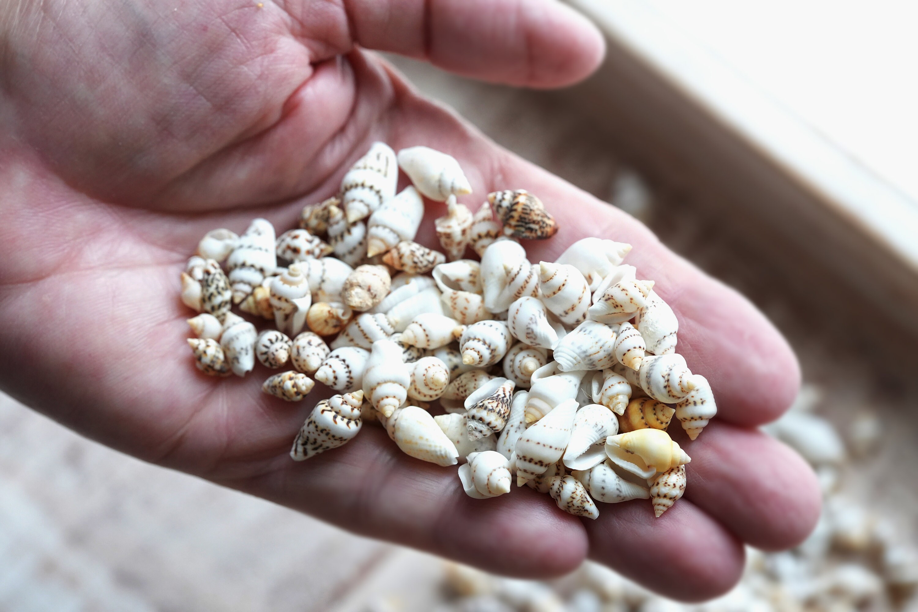 Tan Shells Nassa Shells, Bulk Seashells, Small Craft Shells, Seashells for Crafts ...