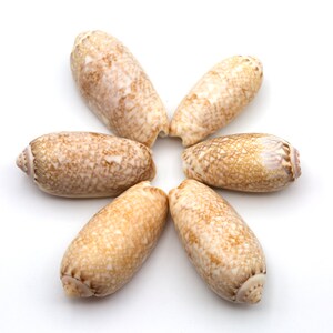 May include: Six brown and white seashells arranged in a star shape on a white background.