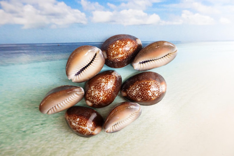Snake Shells Snake Head Cowrie Shells, Nautical Decor, Beach Wedding, Shell Crafts ...