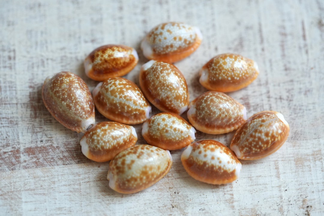 Honey Cowrie Shells, Cyprea Helvola, Speckled Brown and Orange Sea ...