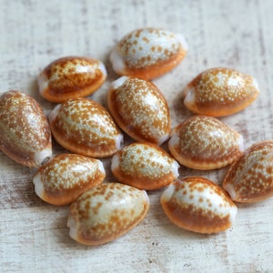 Honey Cowrie Shells, Cyprea Helvola, Speckled Brown and Orange Sea Shells for Arts and Crafts, Seashells for Jewelry, Home Decor, 6pcs