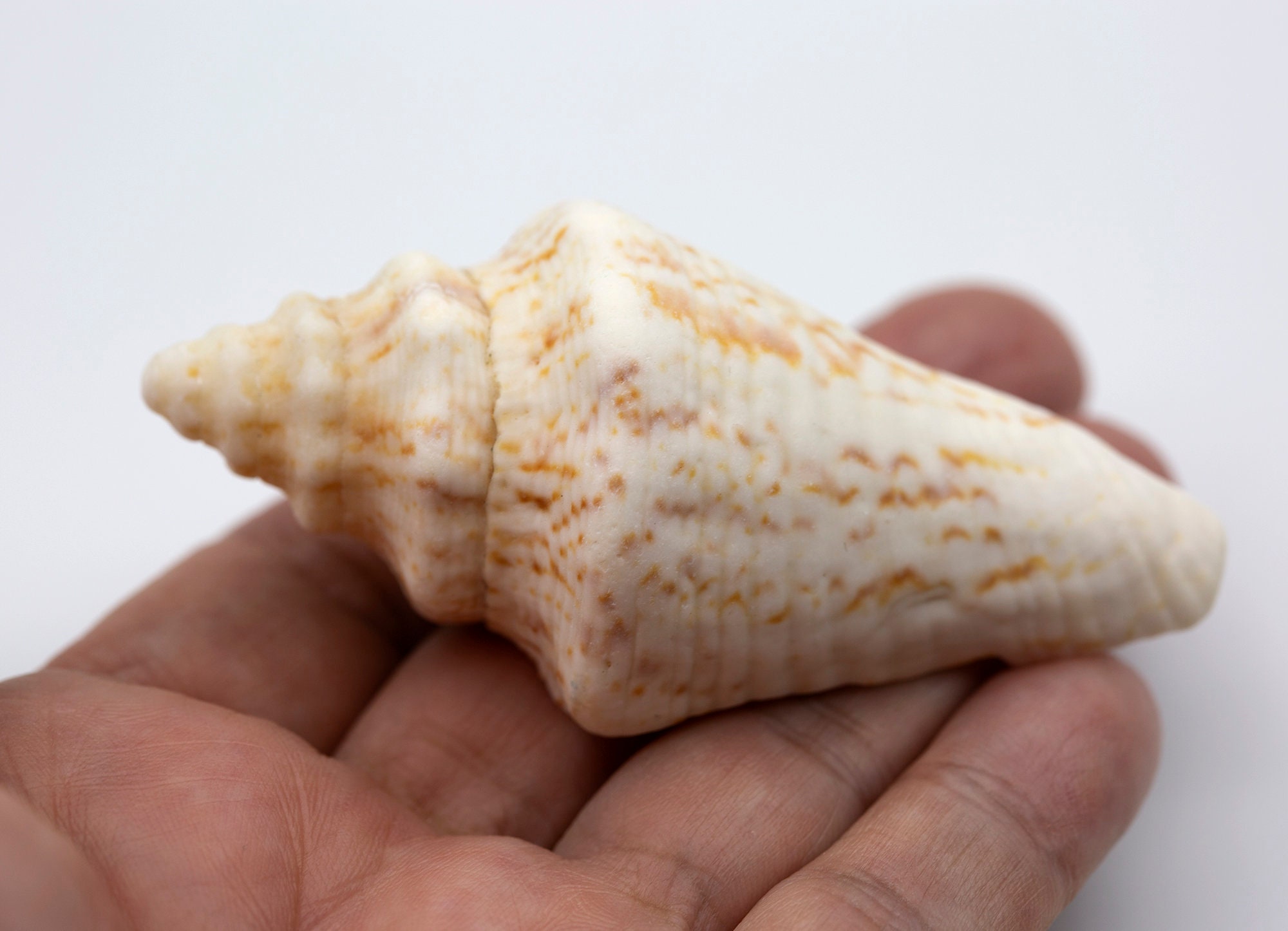 small conch