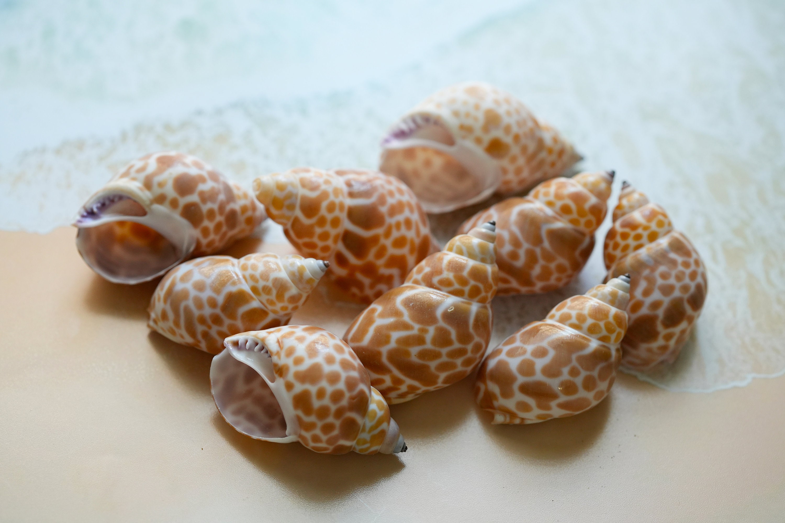 Babylonia Japonica Shells, Patterned Shells, Bulk Seashells for Crafts ...
