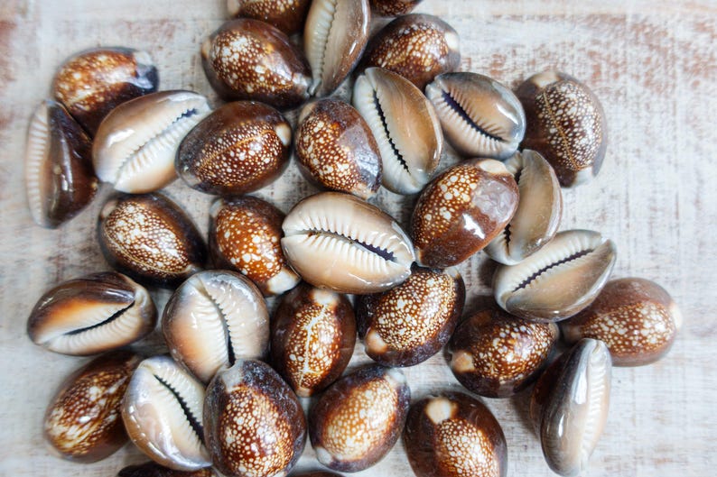 Snake Shells Snake Head Cowrie Shells, Nautical Decor, Beach Wedding, Shell Crafts ...
