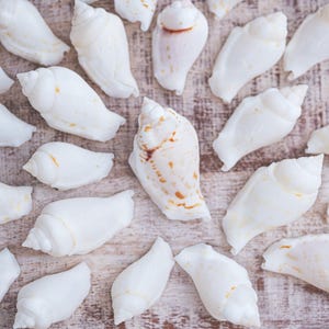 May include: A collection of white seashells arranged in a circular pattern on a wooden surface. The shells are smooth and have a natural, organic shape.